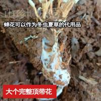 金蝉花野生知了猴知了花金蚕花