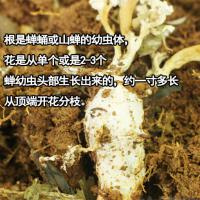 金蝉花野生知了猴知了花金蚕花