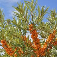 沙棘果俄罗斯进口沙棘果汁原浆